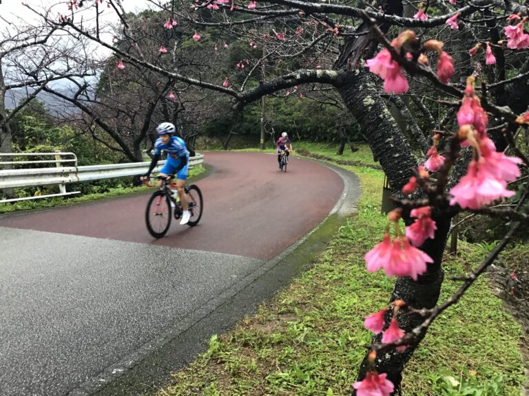 八重岳 桜祭り2017 ２月４日 自転車