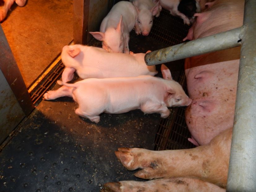 排水浄化設備を新開発 養豚場の有害物質除去 Oist研究